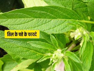 तिल के पत्ते खाने से सेहत को मिलते हैं ये 5 जबरदस्त फायदे