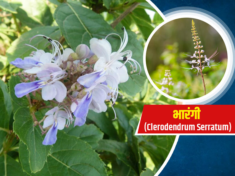 Clerodendrum Serratum/Bharangi: भारंगी के उपयोग से सेहत को होते हैं ये 6 फायदे, जानें इसके नुकसान भी
