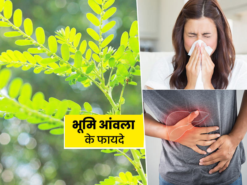 एंटीवायरल गुणों से भरपूर है भुई आंवला (भूमि आंवला), एक्सपर्ट से जानें इसके 7 फायदे और इस्तेमाल का तरीका
