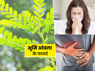 एंटीवायरल गुणों से भरपूर है भुई आंवला (भूमि आंवला), एक्सपर्ट से जानें इसके 7 फायदे और इस्तेमाल का तरीका