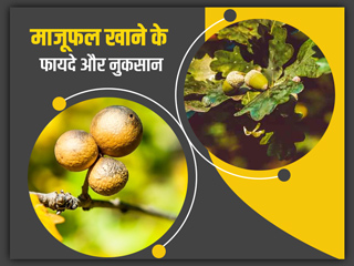 सेहत के लिए फायदेमंद होता है माजूफल, जानें इससे मिलने वाले 5 स्वास्थ्य लाभ और कुछ नुकसान