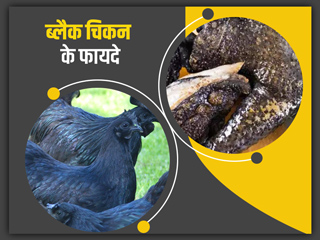 क्यों महंगा बिकता है 'कड़कनाथ मुर्गा'? जानें इस काले मुर्गे को खाने से मिलने वाले जबरदस्त फायदे