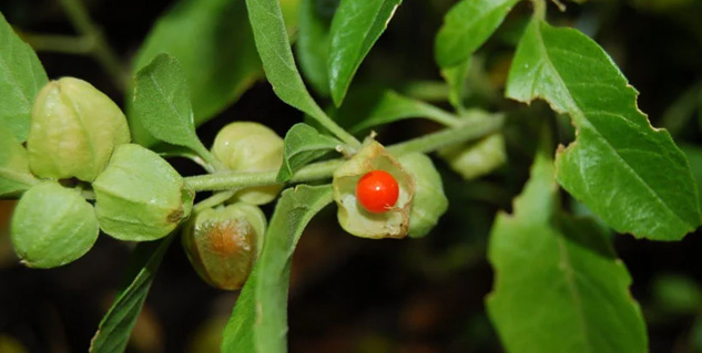 Inside1_Postcovidthakan