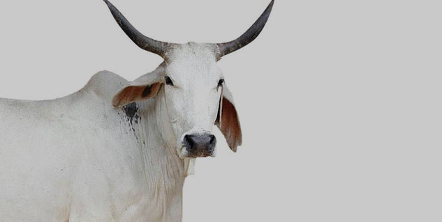 Inside4_Cowdungtherapy