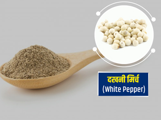 White Pepper/Safed Mirch: 'दखनी मिर्च' के सेवन से सेहत को होते हैं ये 7 फायदे, जानें इसके नुकसान भी