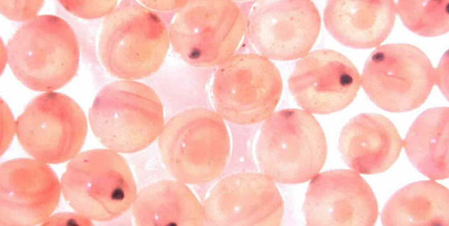 fertility
