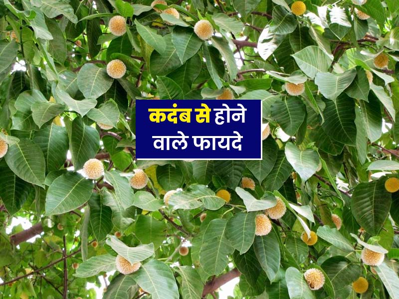 कदंब के फूल, छाल और पत्तियों का ऐसे करें प्रयोग, दूर होंगी ये 7 स्वास्थ्य समस्याएं