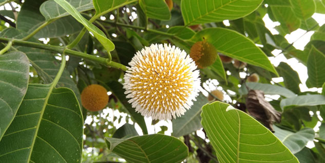 kadamba