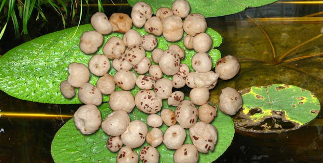 makhana for acne 