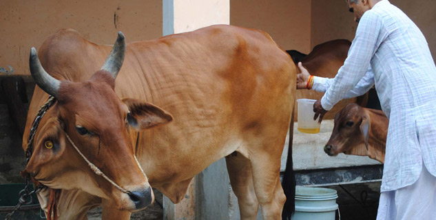 Insidecowurine