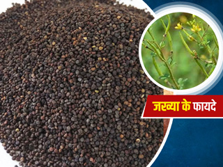 पहाड़ी जख्या के बीज होते हैं सेहत से भरपूर, जानें इसके 5 बेमिसाल फायदे