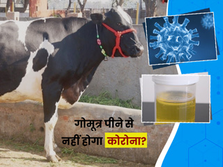 BJP सांसद प्रज्ञा ठाकुर बोलीं- गोमूत्र पीती हूं इसलिए नहीं हुआ कोरोना, डॉक्टर से जानें क्या ये सच में संभव है
