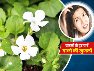 बालों में खुजली का आसान घरेलू उपाय है ब्राह्मी, जानें फायदे और प्रयोग