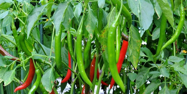 green-chilli-for-diabetes