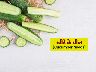 खीरे के बीज खाने के 7 फायदे और कुछ नुकसान, जानें डायटीशियन से