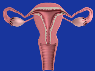 महिलाओं के लिए क्यों महत्वपूर्ण है AMH Hormone? जानें 5 फूड्स जिसने बढ़ता है एएमएच लेवल