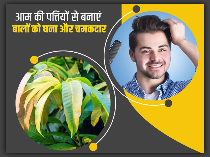 बालों को घना और चमकदार बनाने के लिए ऐसे करें आम की पत्तियों का प्रयोग, मिलेंगे कई और फायदे