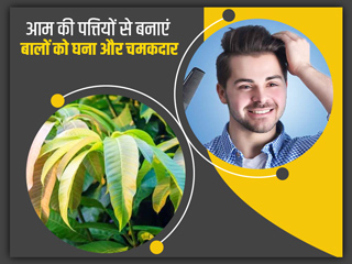 बालों को घना और चमकदार बनाने के लिए ऐसे करें आम की पत्तियों का प्रयोग, मिलेंगे कई और फायदे