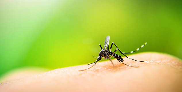 Dengue-Mosquito-Bite-Time