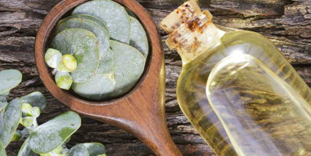 nilgiri oil