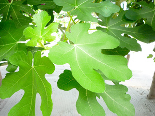 अंजीर के पत्तों के 7 फायदे, जानें किस समस्या में कैसे करें इन पत्तों का उपयोग