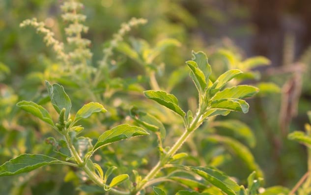 Basil (Tulsi)