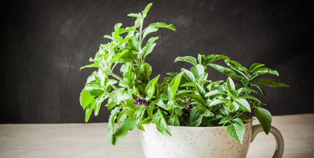 tulsi benefits