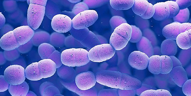 bacteria