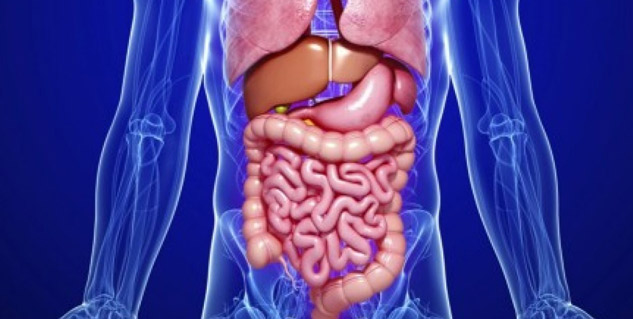digestion system