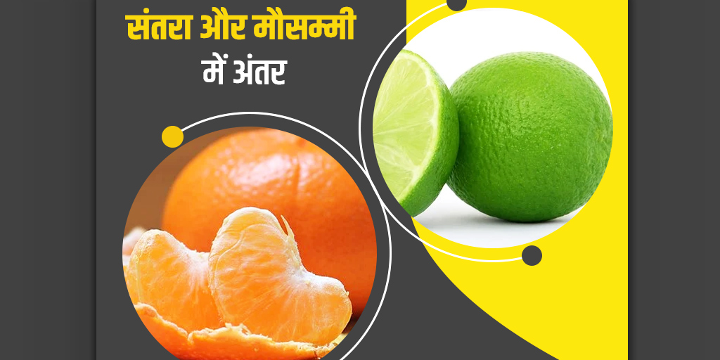 Difference Between Orange And Sweet Lime Or Mosambi In Hindi difference-between-orange-and-sweet-lime-or-mosambi-in-hindi