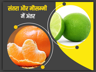 मौसमी और संतरा में अंतर: डायटीशियन से जानें संतरा और मौसमी में से कौन है ज्यादा हेल्दी