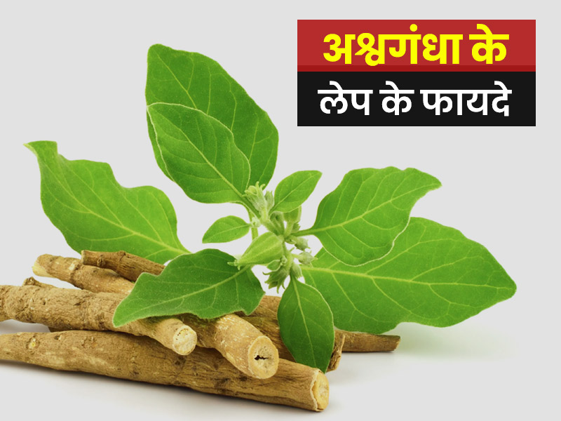 अश्वगंधा का लेप लगाने से इन 6 समस्याओं में मिलता है आराम, जानें इस्तेमाल का तरीका
