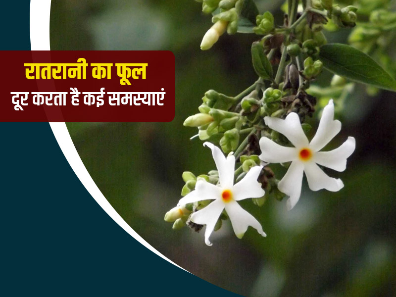 रातरानी का पौधा दूर कर सकता है सेहत से जुड़ी ये 5 समस्याएं, जानें किस समस्या में कैसे करें प्रयोग