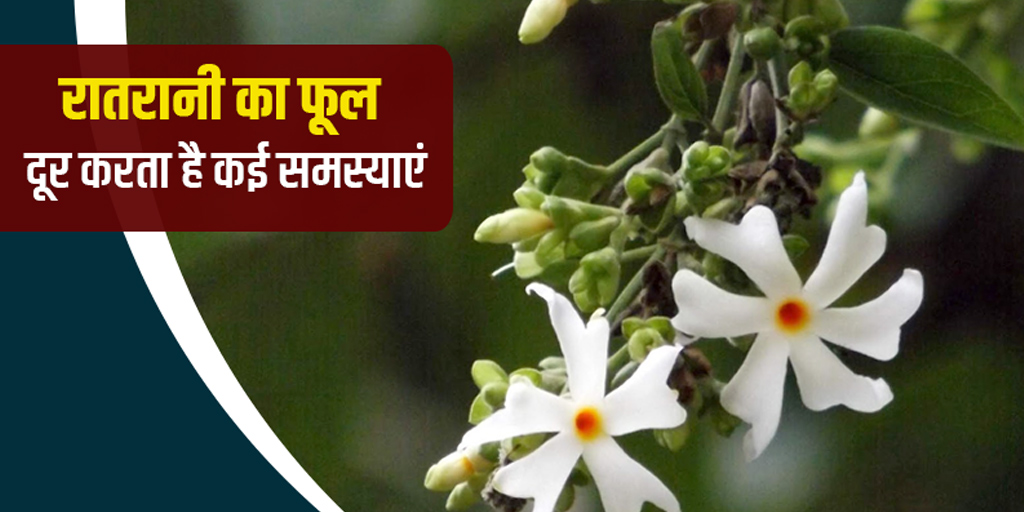 Benefits and Uses of Night Jasmine in Hindi रातरानी का पौधा दूर कर