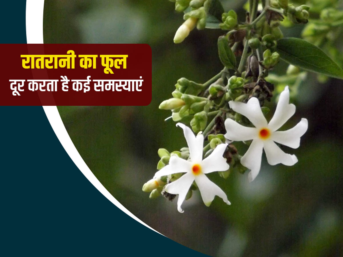 Benefits and Uses of Night Jasmine in Hindi   रातरानी का ...