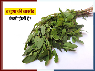 बथुआ की तासीर कैसी होती है? एक्सपर्ट से जानें ज्यादा बथुआ खाने के नुकसान