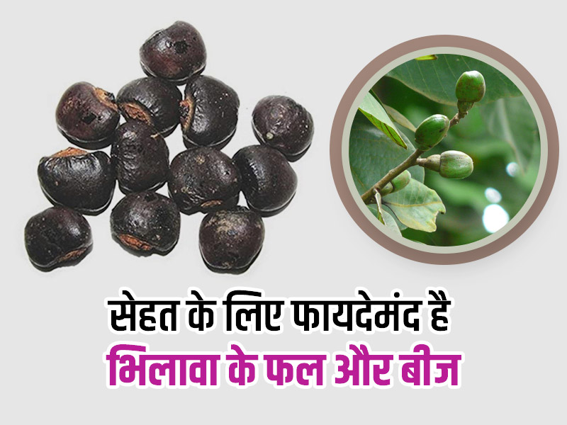 भिलावा का फल और बीज दोनों हैं कई बीमारियों के इलाज में उपयोगी, जानें इसके फायदे, नुकसान और प्रयोग का तरीका