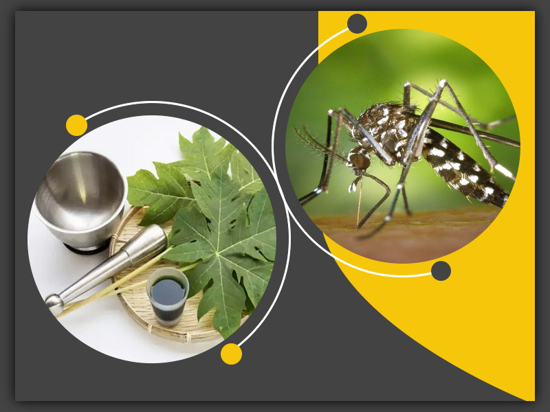 डेंगू के लक्षण महसूस होने पर अपनाएं ये 4 आयुर्वेदिक उपाय, मिलेगी राहत