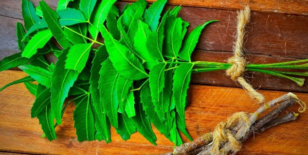 neem leaves for dengue