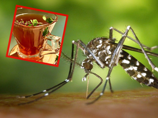 डेंगू मरीजों के लिए बहुत फायदेमंद है हरसिंगार का काढ़ा, जानें इसे बनाने का तरीका