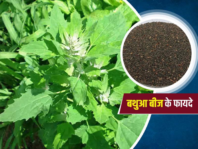 बथुआ बीज के फायदे : जोड़ों में दर्द और लिवर की समस्याओं से बचाव करे बथुआ का बीज, जानें इसके 7 बेहतरीन फायदे