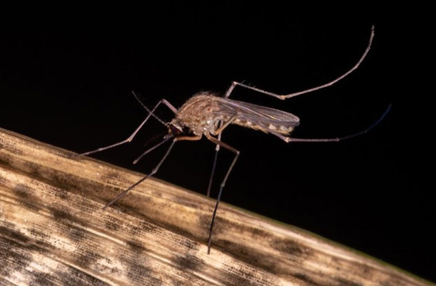 Chikungunya-Myths-Facts