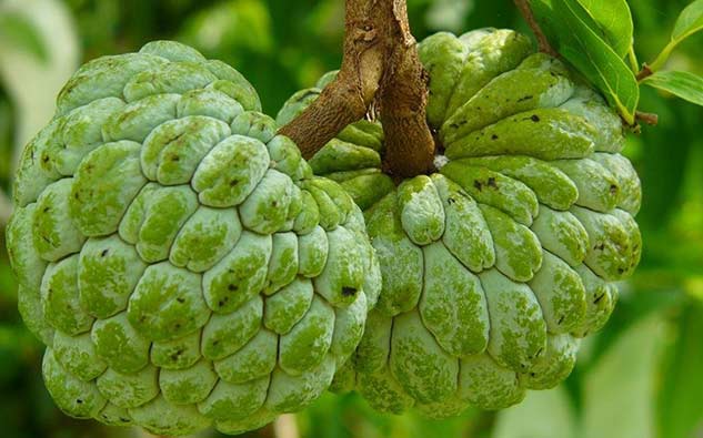 custard-side-effects