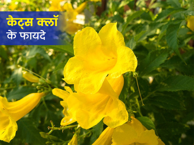 कैट्स क्लॉ के खूबसूरत पीले फूलों का बेल कई परेशानियां करे दूर, जानें 6 फायदे और प्रयोग का तरीका