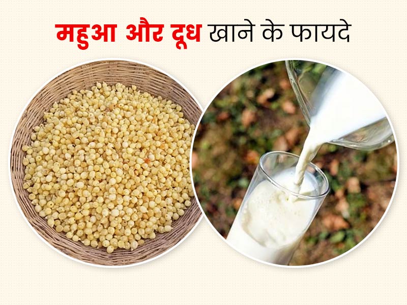 महुआ दूध खाने के फायदे: दूध में महुआ उबालकर खाने से दूर हो सकती हैं पुरुषों की कई समस्याएं, जानें 8 फायदे