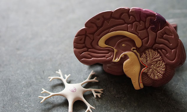 Sleep is important for brain