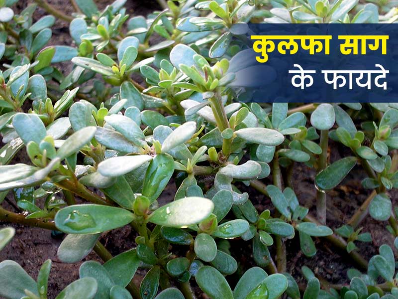 कुलफा साग खाने से सेहत को मिलते हैं ये 5 फायदे, जानें आसान रेसिपी