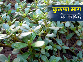 कुलफा साग खाने से सेहत को मिलते हैं ये 5 फायदे, जानें आसान रेसिपी