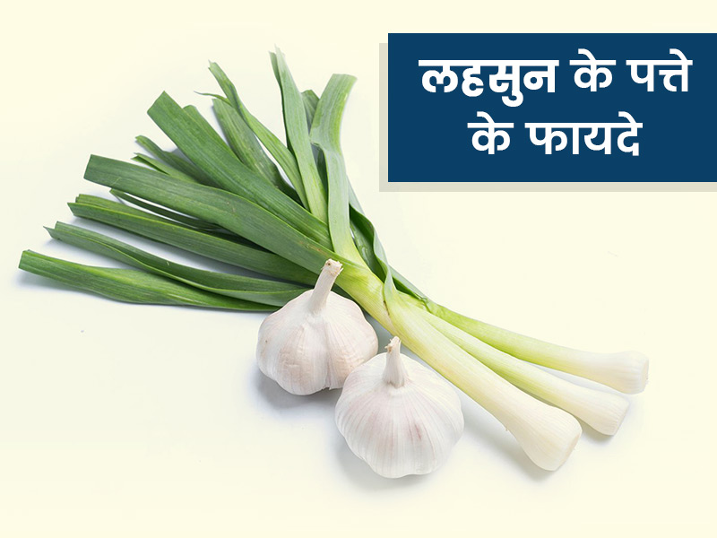 लहसुन के पत्ते के फायदे: घर में लगाएं लहसुन का पौधा और इस्तेमाल करें इसके पत्ते, शरीर को मिलेंगे ये 8 फायदे