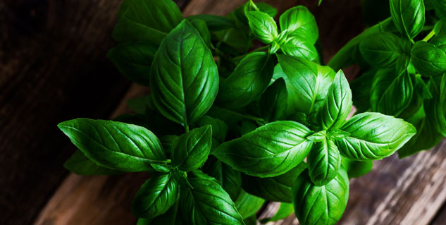 basil 